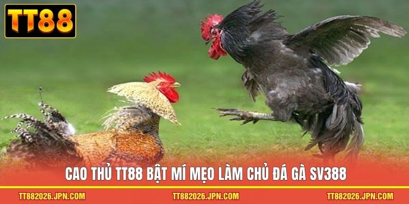 Đá Gà SV388 - Đấu Trường Chiến Kê Rực Lửa Đỉnh Cao 2026 3 Cao thủ TT88 bật mí mẹo làm chủ đá gà SV388